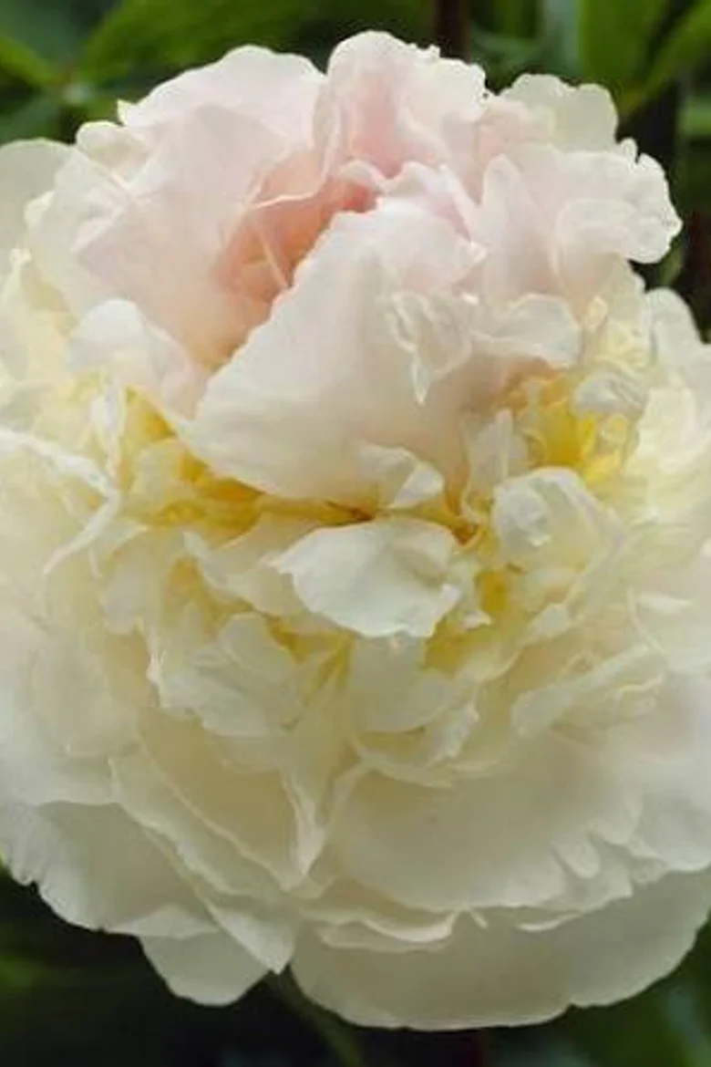 Paeo Blush Queen 3/5.