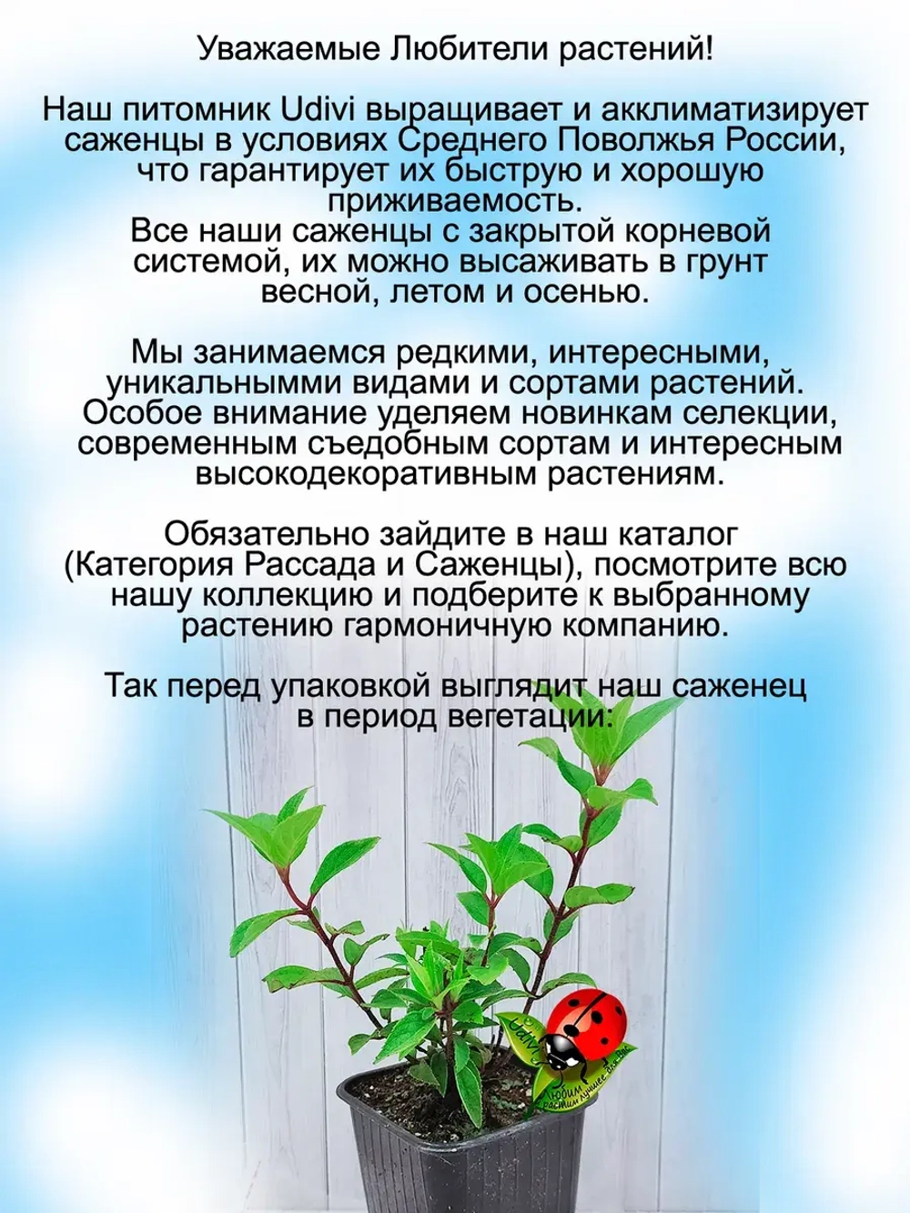 Гортензия Литл лайм миниатюрная метельчатая