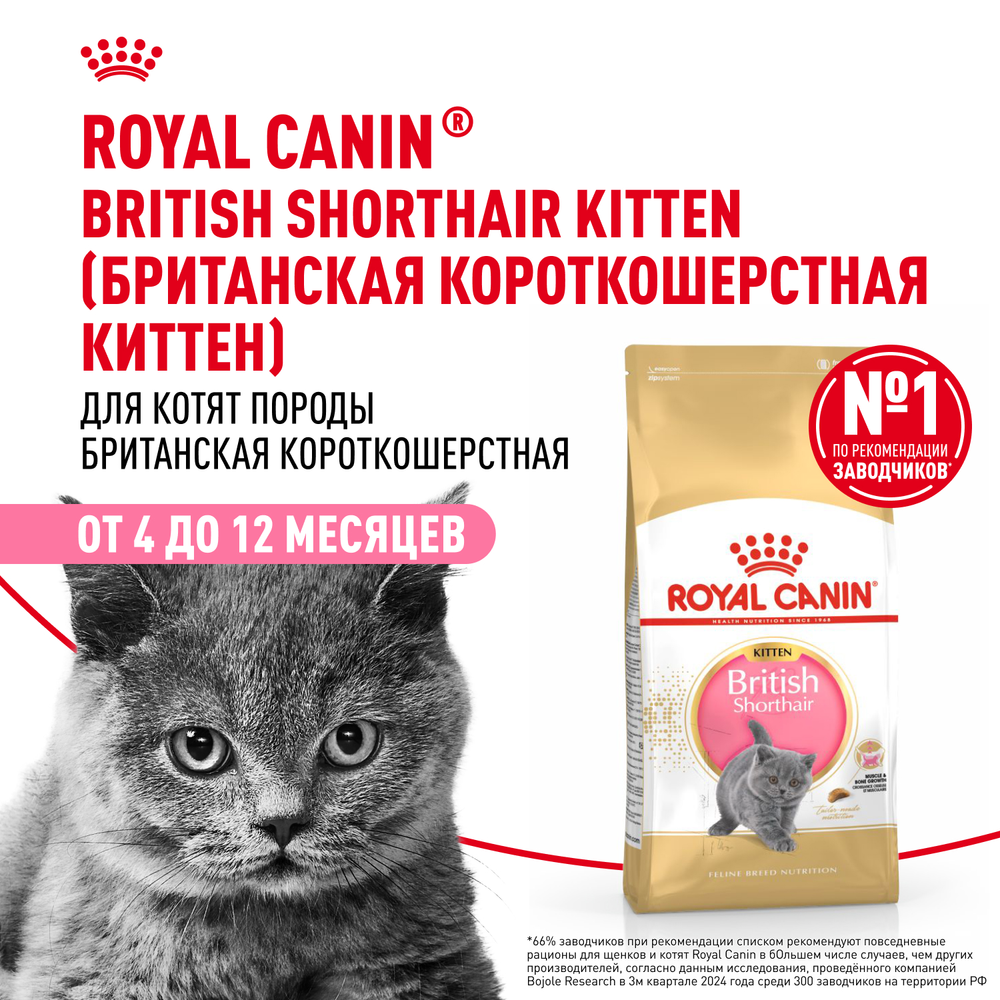 Royal Canin British Shorthair Kitten Киттен Британская короткошерстная Корм сухой сбалансированный для британских котят 10кг