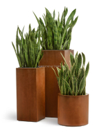 Кашпо TREEZ Effectory - серия Corten Steel - Циллиндр - Кортеновская сталь-Бархатистая окись