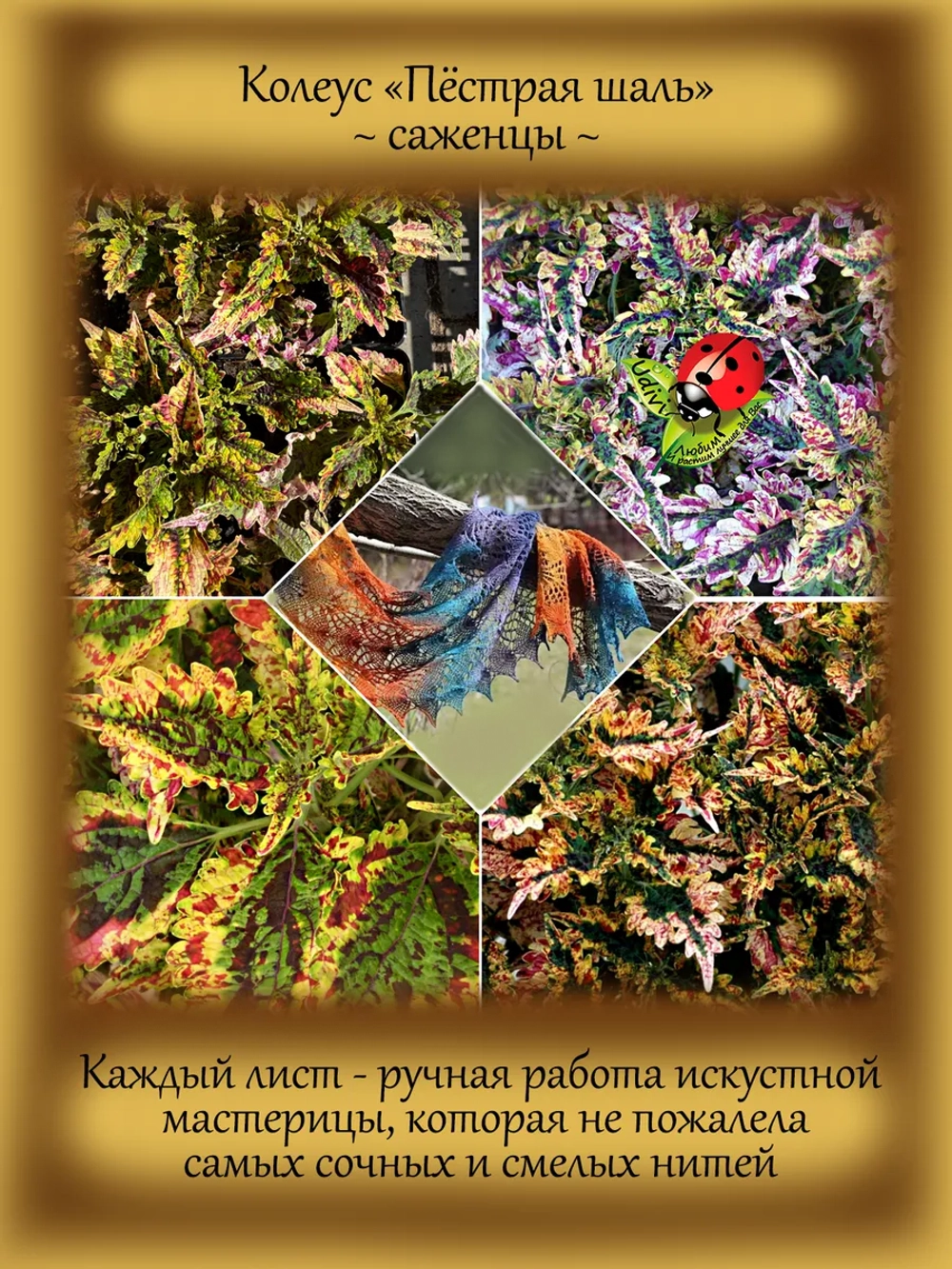 Колеус Пёстрая шаль вегетативный
