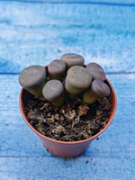 Lithops sp. (Литопсы)
