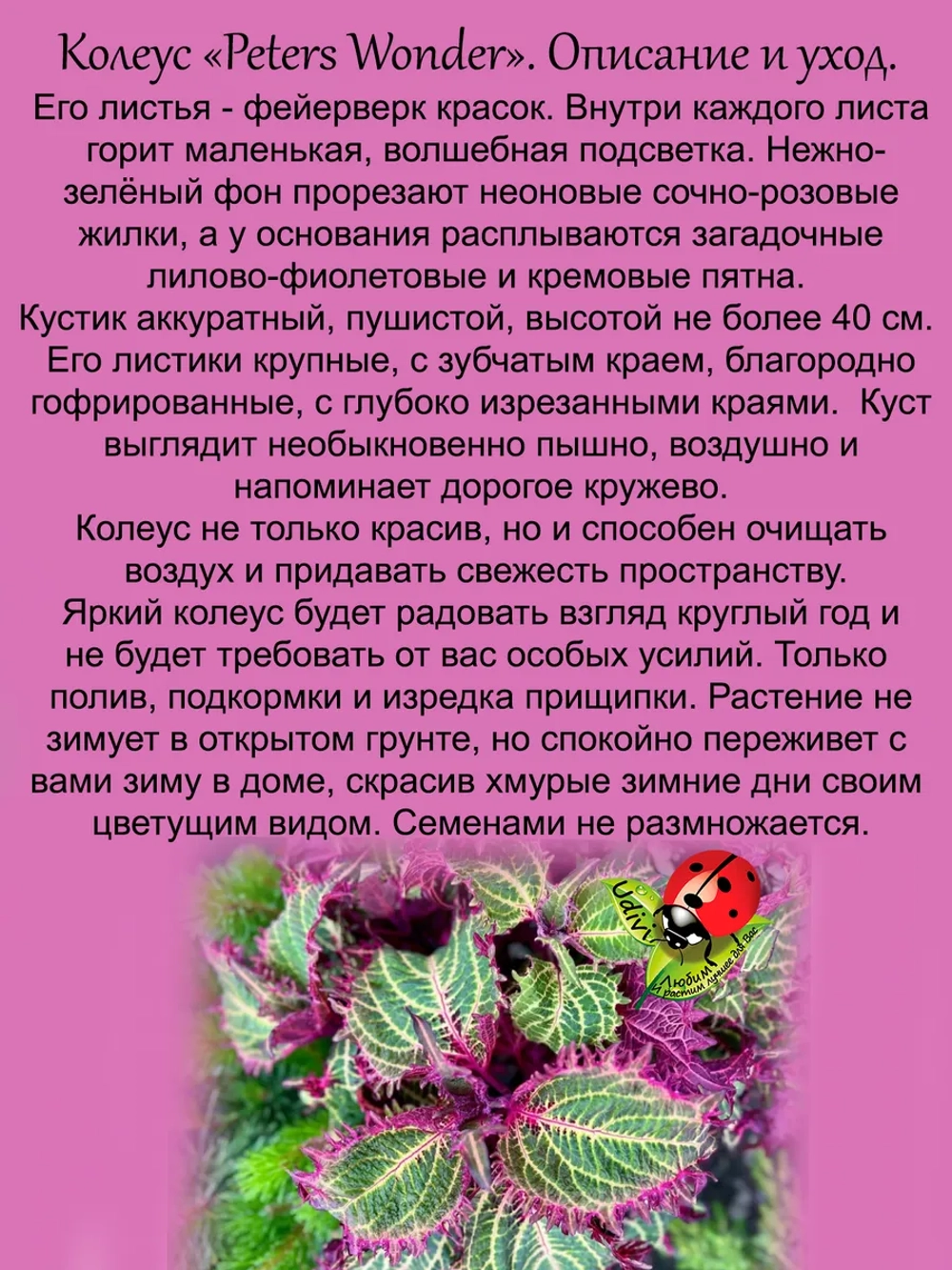 Колеус Питерс Уандер вегетативный
