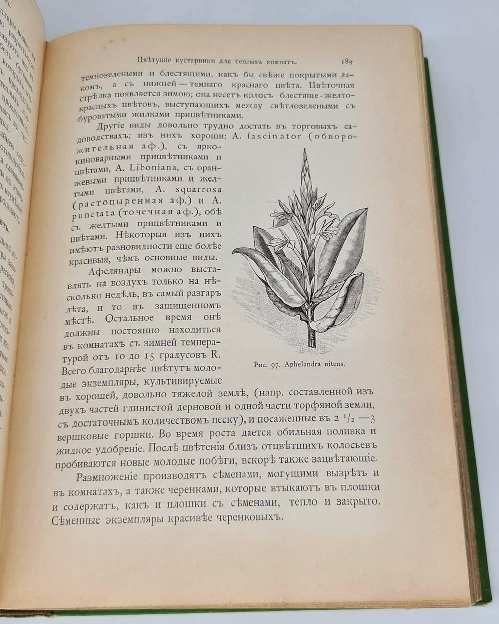 "Комнатное садоводство. Уход за комнатными растениями, их выбор и размножение. Приспособление комнат для культуры в них растений. Практическое руководство для любителей и садоводов". Макс Гесдёрфер. 1904г. - антикварное издание