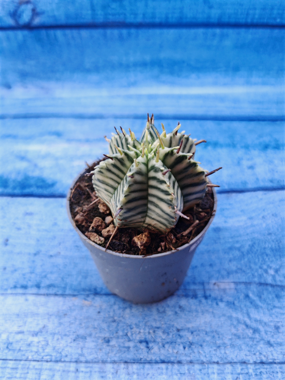 Euphorbia meloformis f. Variegated (Эуфорбия вариегатная)