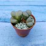 Lithops sp. (Литопсы)