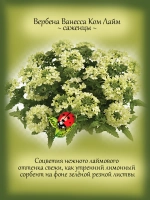 Вербена Ванесса Ком Лайм вегетативная