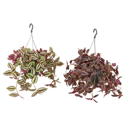 IKEA TRADESCANTIA  (ИКЕА ТРАДЕССАНТИА)  -  Растение подвесное - традесканция разные 17 см