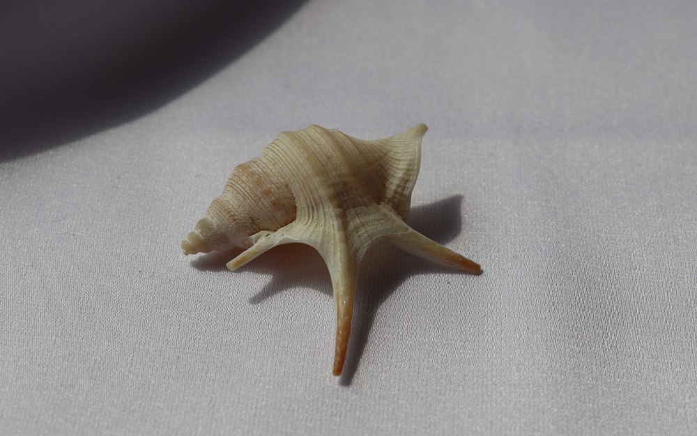 Морская ракушка Куриная нога (Aporrhais pesgallinae) 3,2 см.