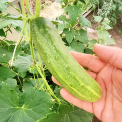 Огурцы Канадский Деликатес - Canadian Delicious Cucumber