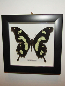 Бабочка Papilio hesperus в рамке