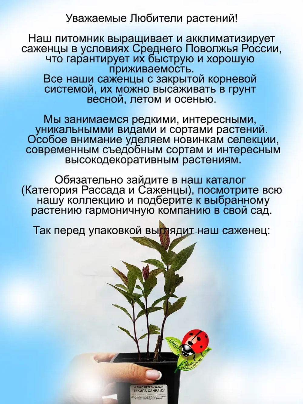 Флокс Текила Санрайс метельчатый