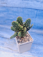 Opuntia Monacantha Variegata (Опунция)