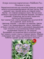 Астра Хакикоми Фу вариегатная