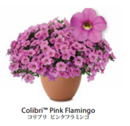 ЕВРО Калибрахоа COLIBRI Pink Flamingo укоренный черенок середина ноября поставка 1