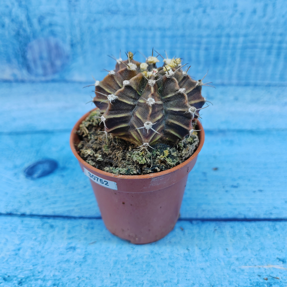 Gymnocalycium Friedrichii (Гимнокалициум)