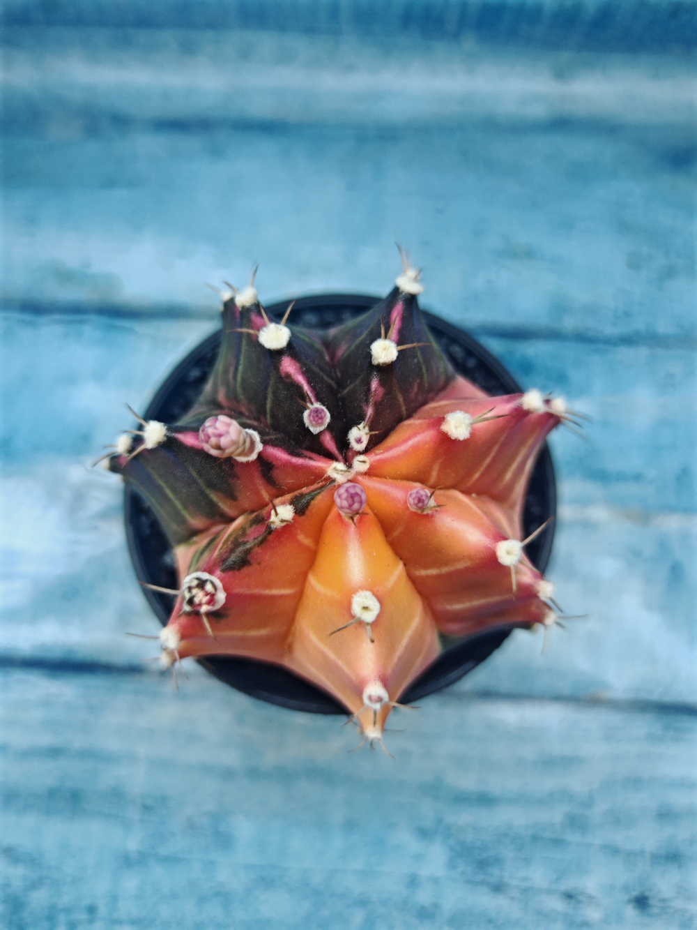 Gymnocalycium Variegata (Гимнокалициум Вариегатный)