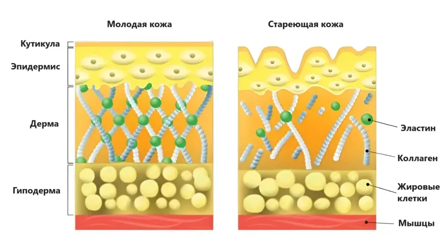 В каких продуктах содержится коллаген? В каких продуктах содержится коллаген?