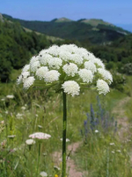 Мёд натуральный аккураевый, 500 г