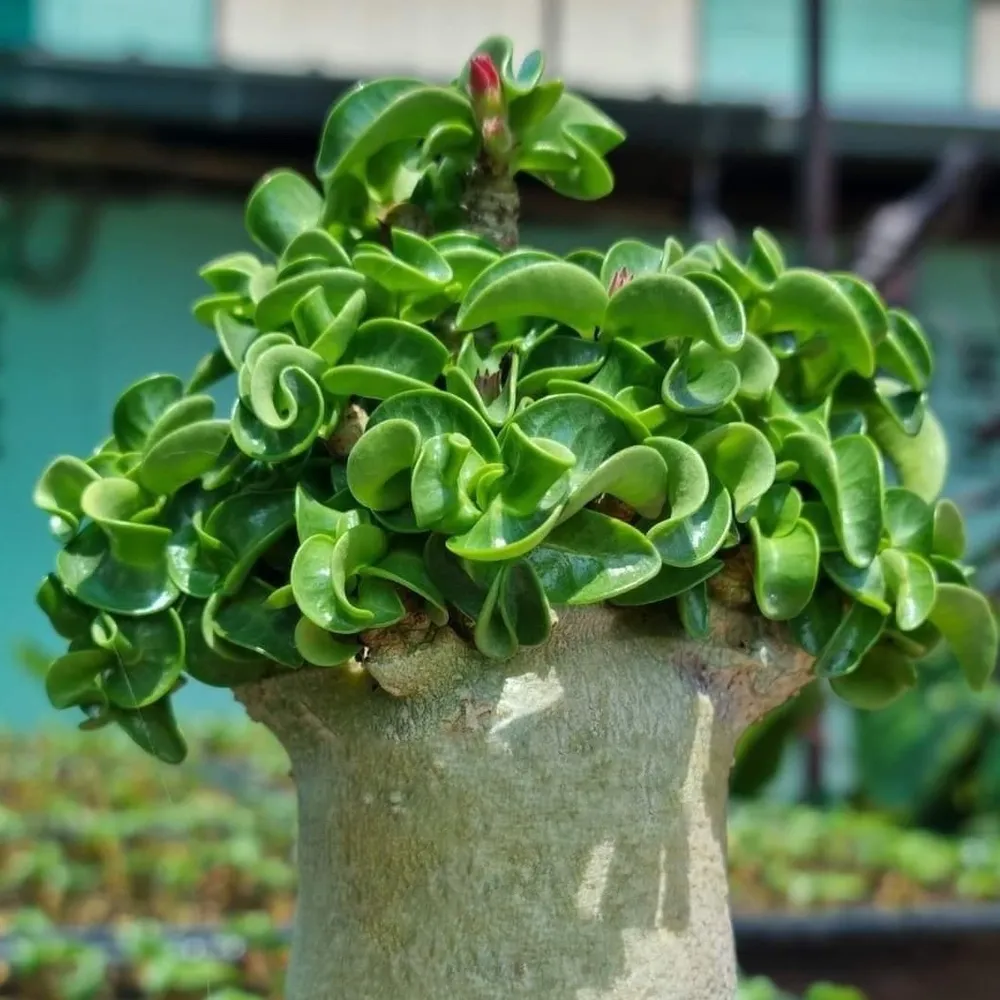 Адениум барашек (Adenium DHA CDP) семена 2 шт