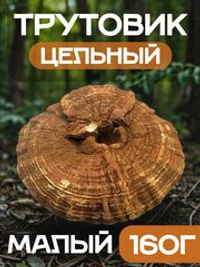 Трутовик плоский цельный (малый).