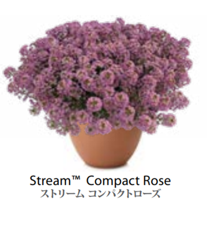 ЕВРО Лобулярия (Алиссум) Stream Compact Rose укорененный ЕВРО черенок НАЧАЛО ЯНВАРЯ поставка 5