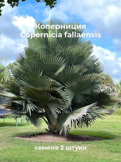 Коперниция фальяэнсис Copernicia fallaensis семена 2 штуки