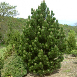 Сосна pinus heldreichii Satellit