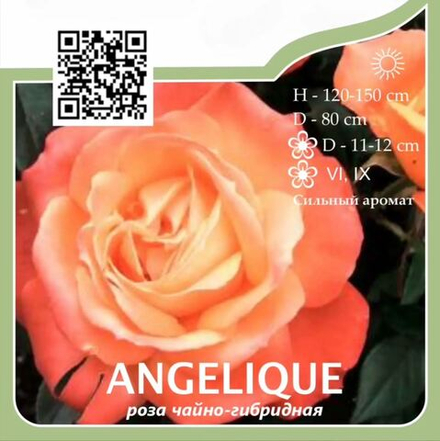 Роза чайно-гибридная "Angelique"