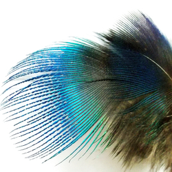 Голубые шейные перья павлина Peacock blue neck Natural (10 шт)