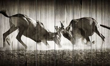 Панно из дерева Red hartebeest dual in dust