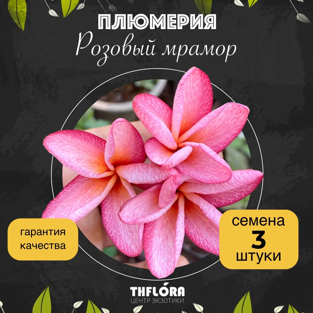 Плюмерия "Розовый мрамор" — семена, 3 шт.