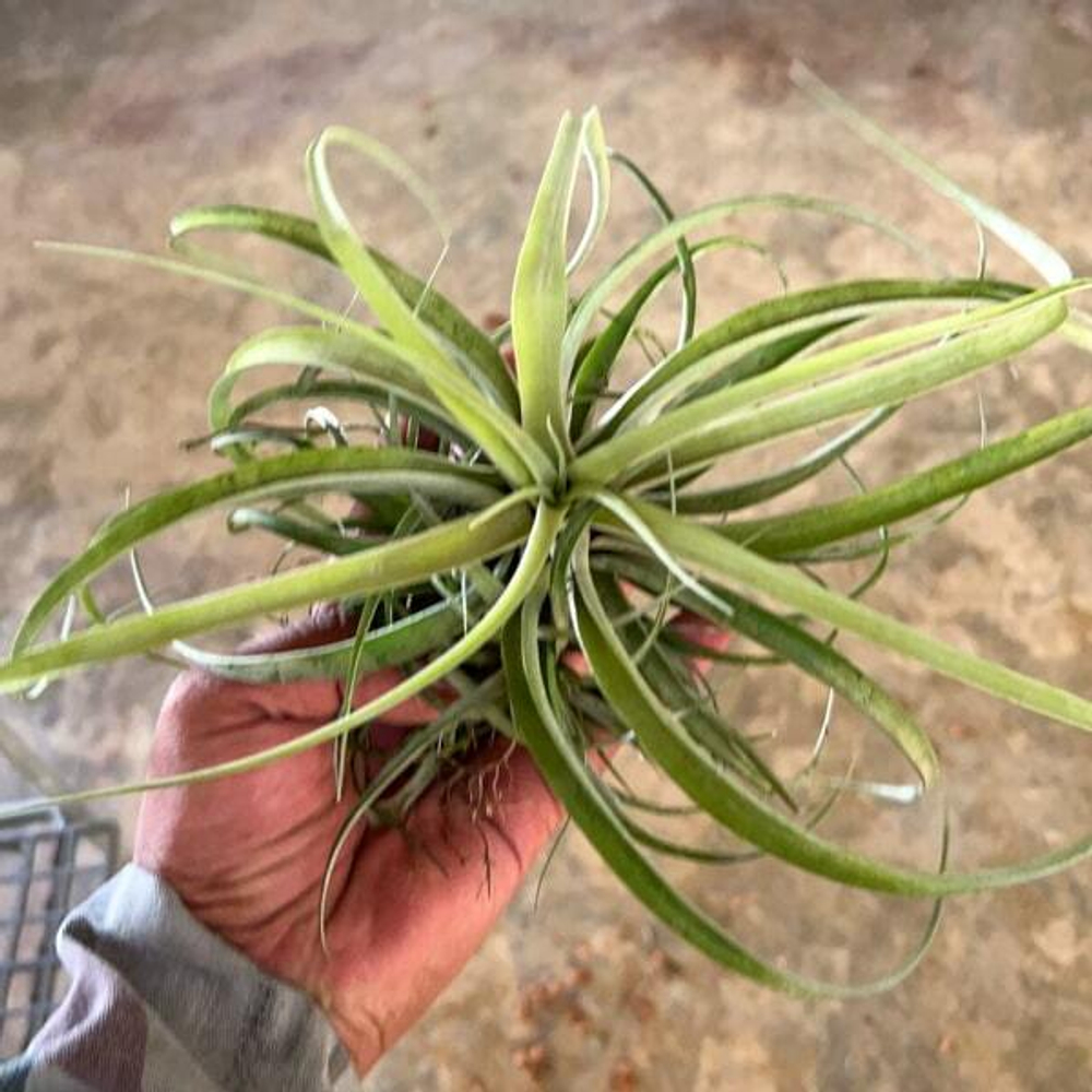 Тилландсия capitata