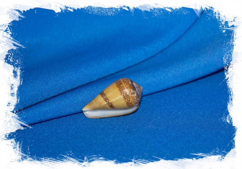Conus reticulatus