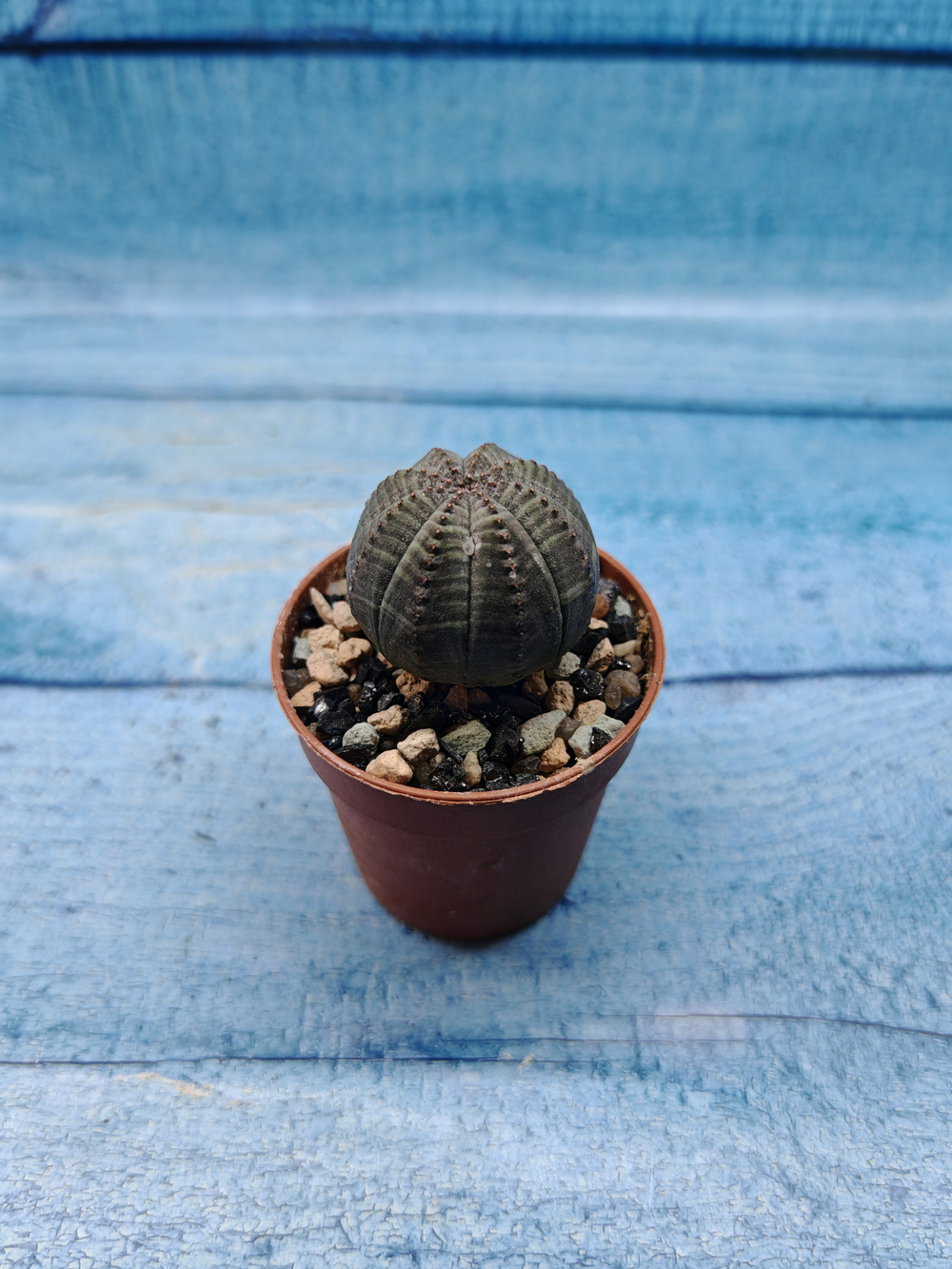 Euphoria Obesa (Эуфорбия)