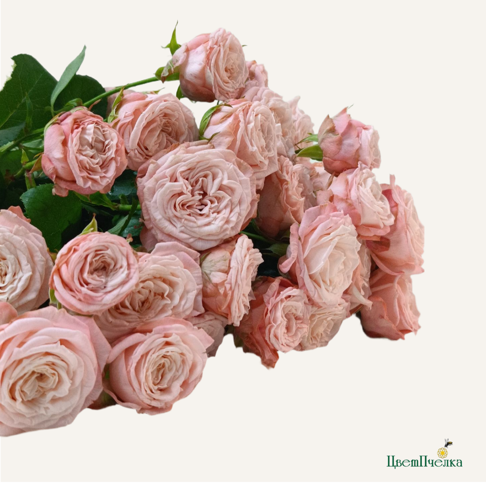 Фон карточки (15).png