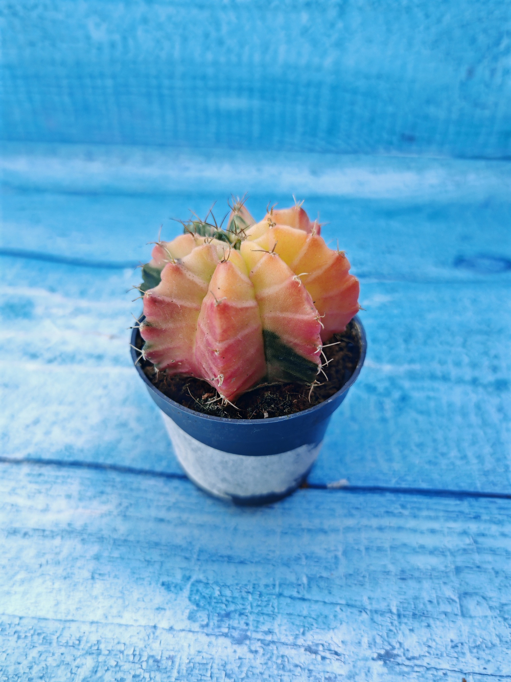 Gymnocalycium Variegata (Гимнокалициум Вариегатный)