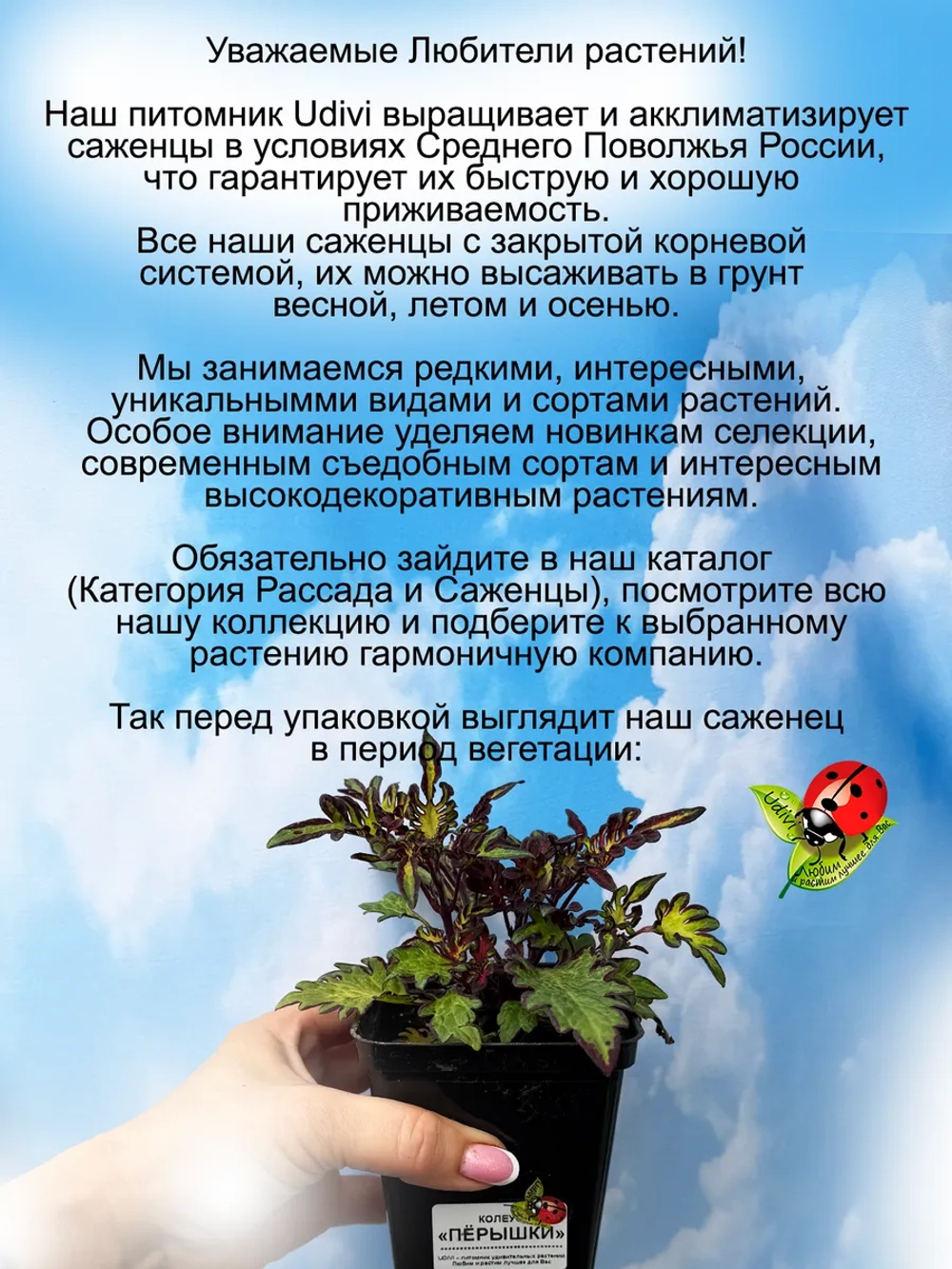 Колеус Пёрышки