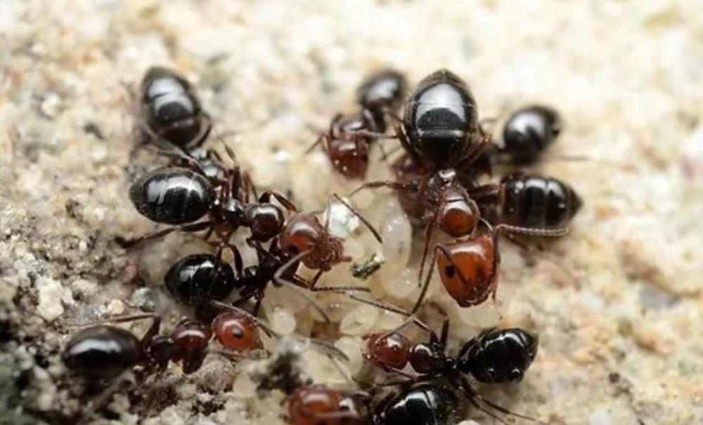 Муравьи Camponotus lateralis (кампонотус латералис)