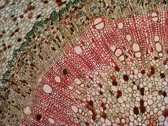 Микроскоп цифровой Levenhuk D320L BASE, 3 Мпикс, монокулярный