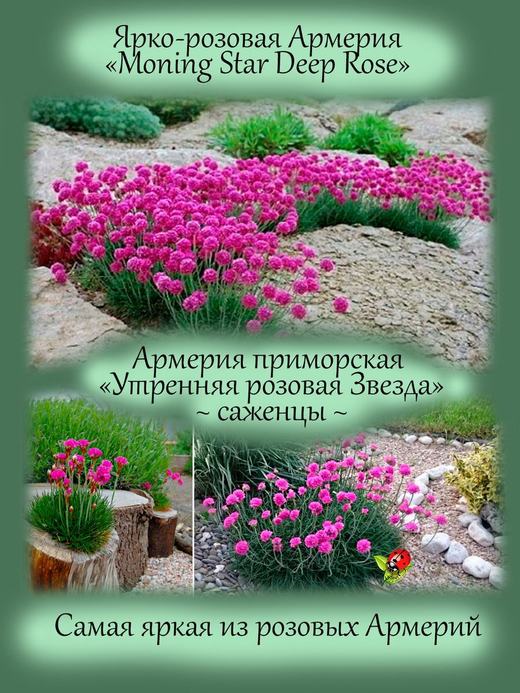 Армерия Приморская Монинг Стар Дип Роуз многолетняя