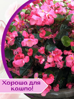 Семена Бархатцы низкорослые желтые махровые Марвел + торфяные таблетки Jiffy в подарок, 5шт