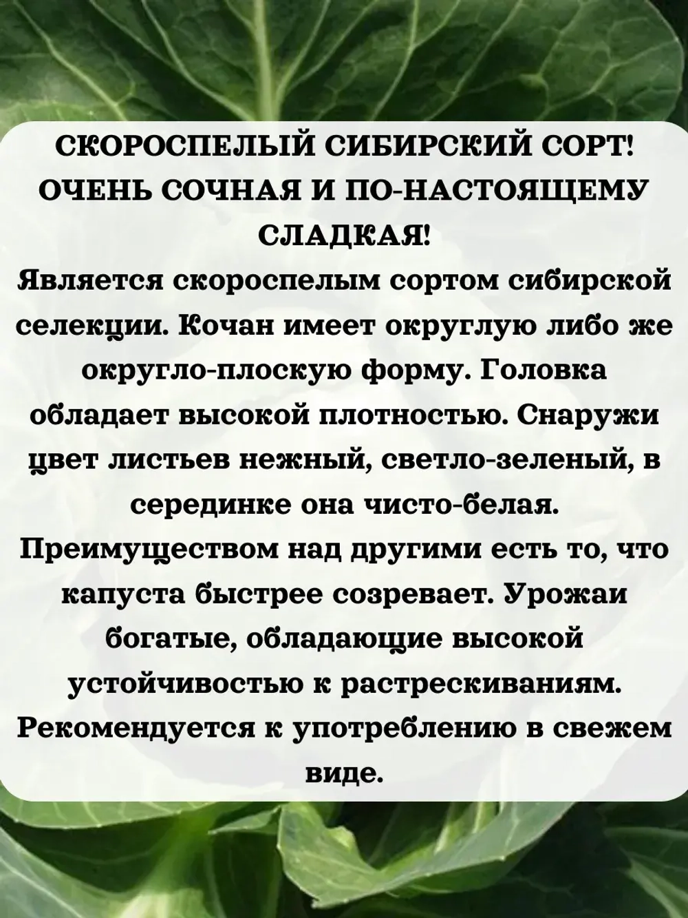 Семена капуста белокочанная Точка 5 гр