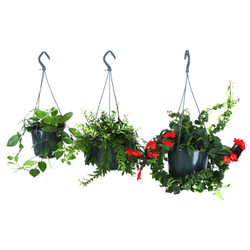 IKEA AESCHYNANTHUS  (ИКЕА АЕШИНАНТХУС)  -  Растение в горшке - Эсхинантус 15 см
