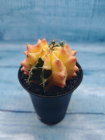 Gymnocalycium Variegata (Гимнокалициум Вариегатный)