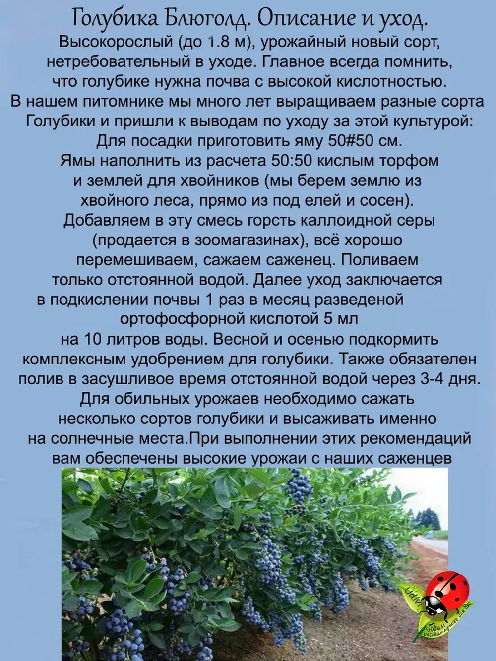 Голубика Блюголд высокорослая