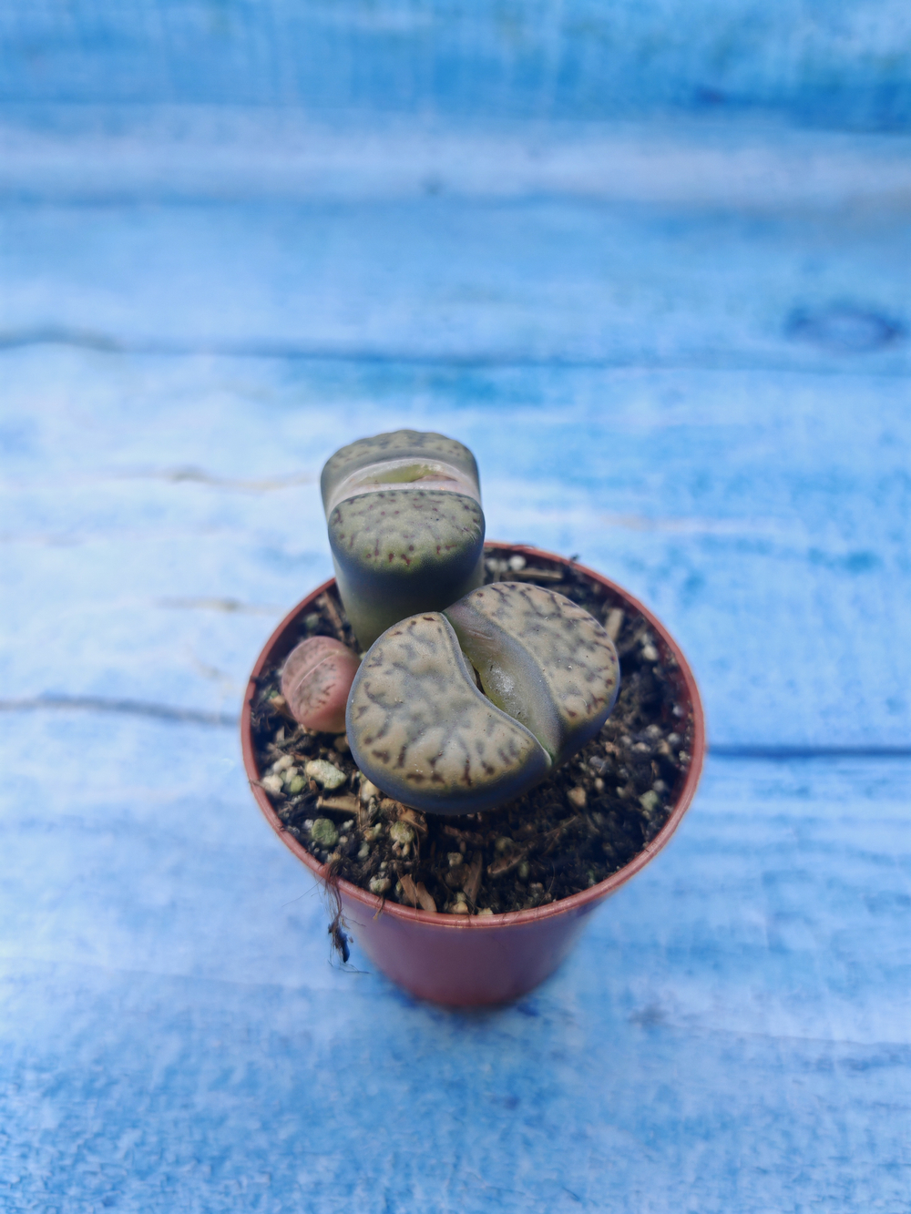 Lithops sp. (Литопсы)