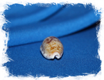Ципрея терес (Talostolida teres)