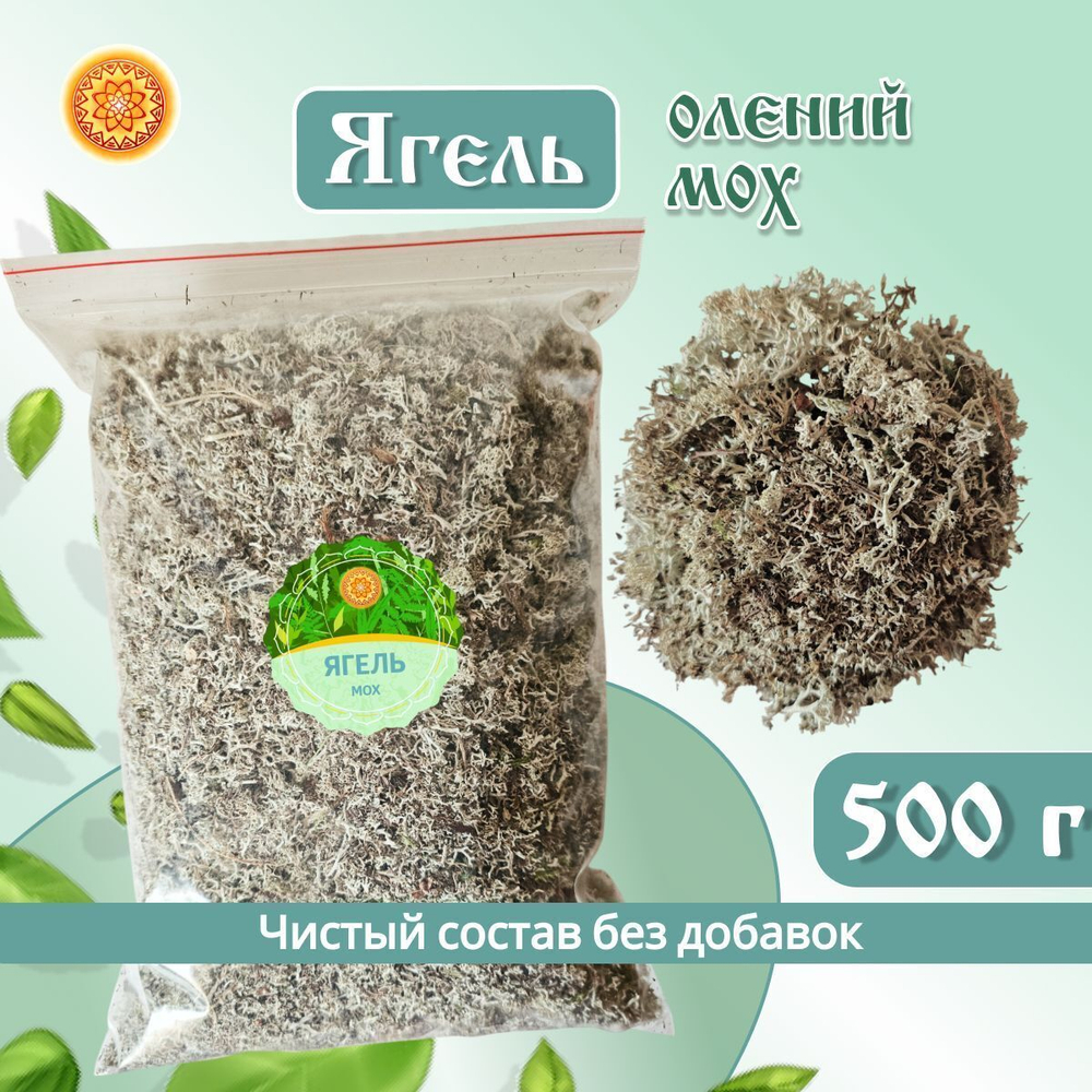 Ягель мох (кладония)