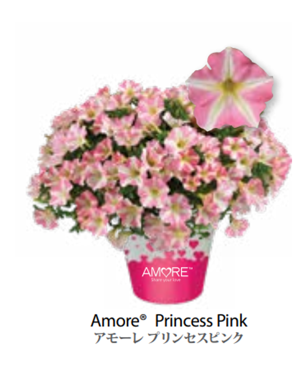 ЕВРО Петуния AMORE Princess Pink ЕВРО укорененный черенок СЕРЕДИНА НОЯБРЯ поставка 1